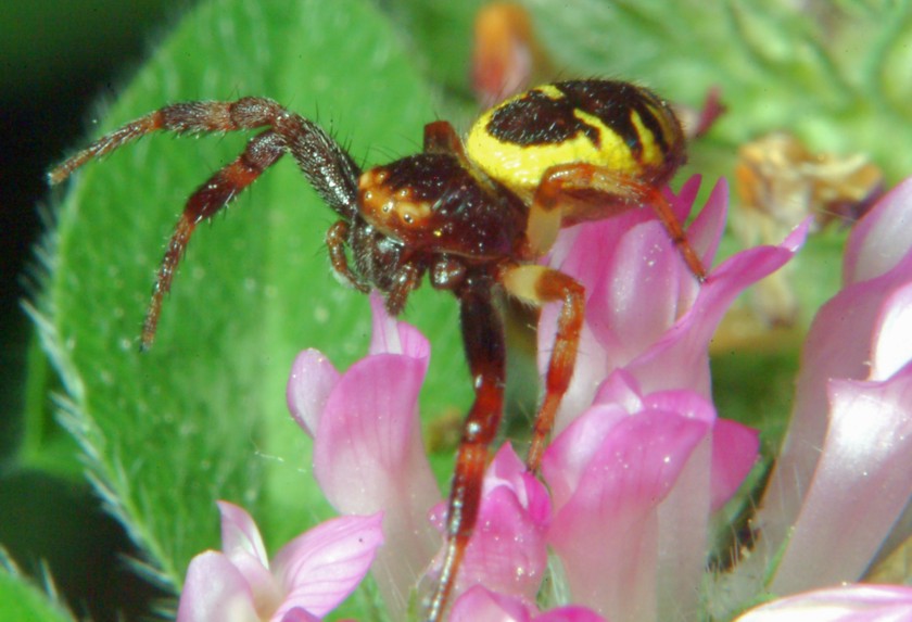 Macrofotografia (anche per micologi)